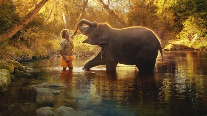 Allan Dixon: Know everything about this Irish animal whisperer!
