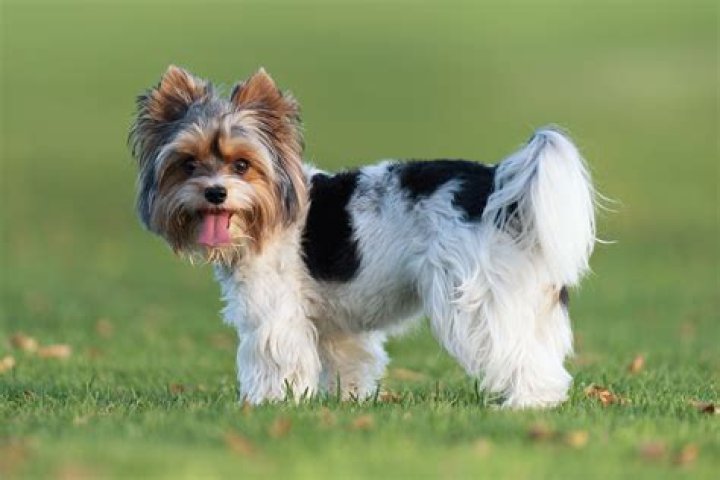 American Kennel Club recognizes new toy dog breed, the Biewer Terrier