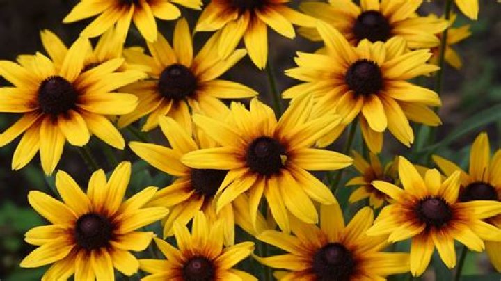 Are Black Eyed Susans poisonous?