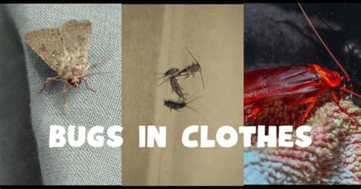 Are bugs eating my clothes?
