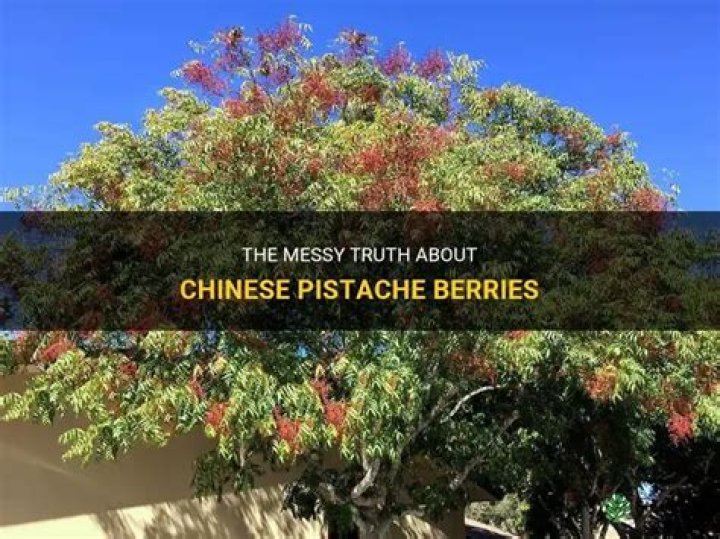 Are Chinese pistache berries edible?