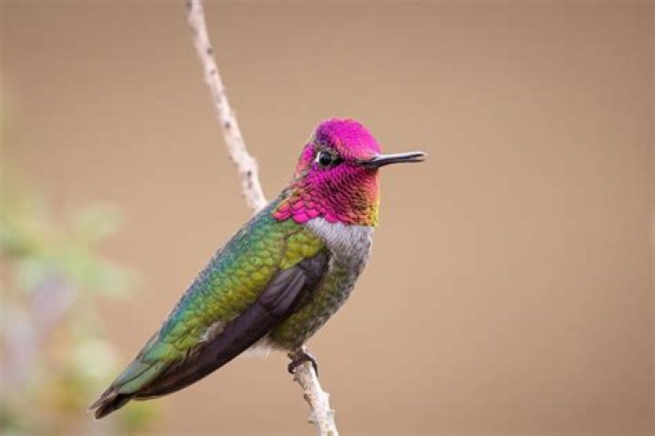 Are female hummingbirds colorful?