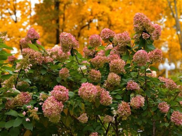 Are hydrangeas in season in November?