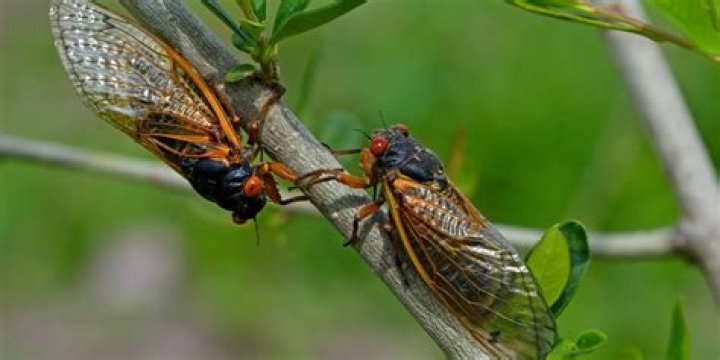 Are June bugs cicadas?