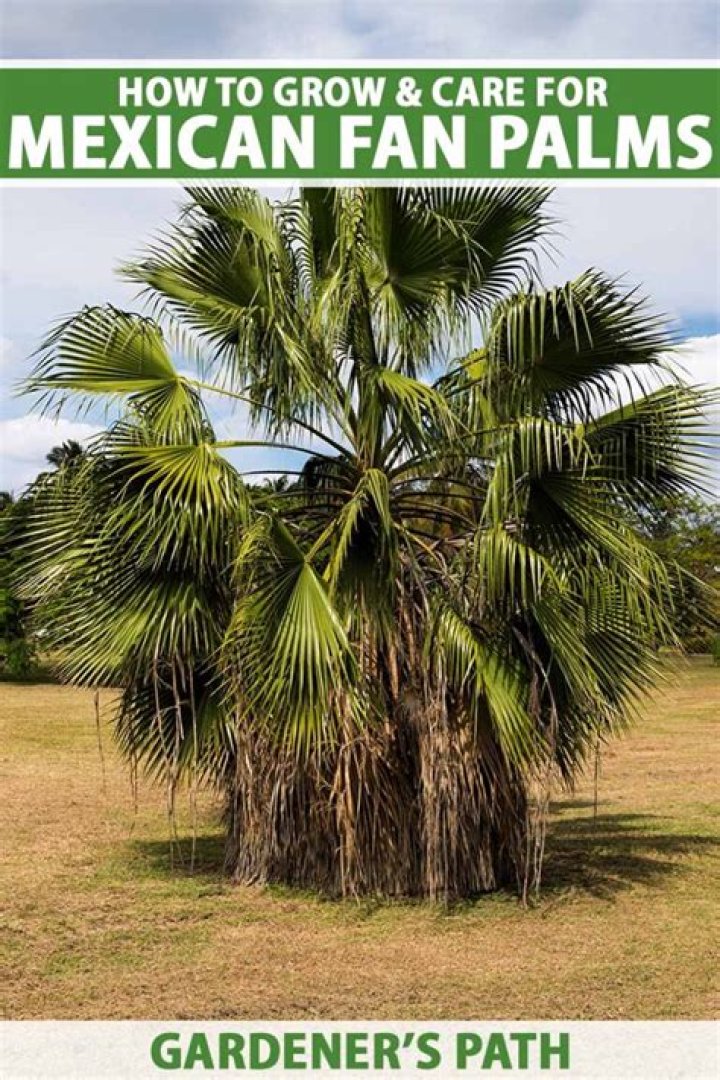 Are Mexican fan palms poisonous?