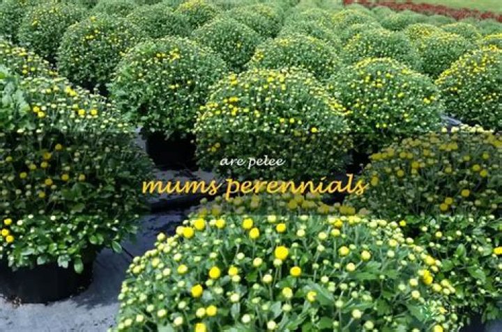 Are Pelee mums perennials?