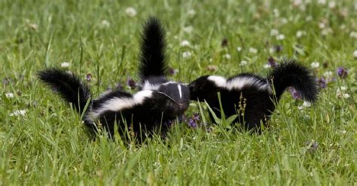 Are skunks good for anything?
