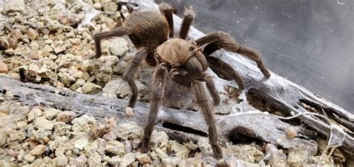 Are there tarantulas in Sacramento?