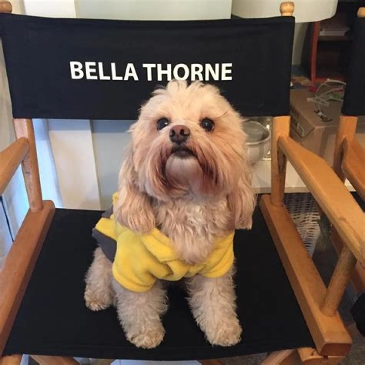 Bella Thorne Pets - Celebrity Pets