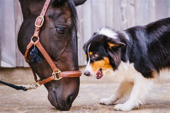 Can a dog and a horse mate?