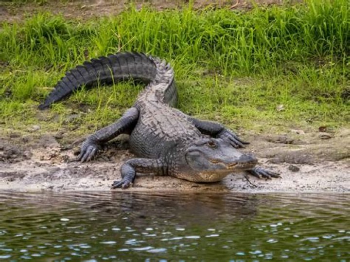 Can an alligator survive winter?