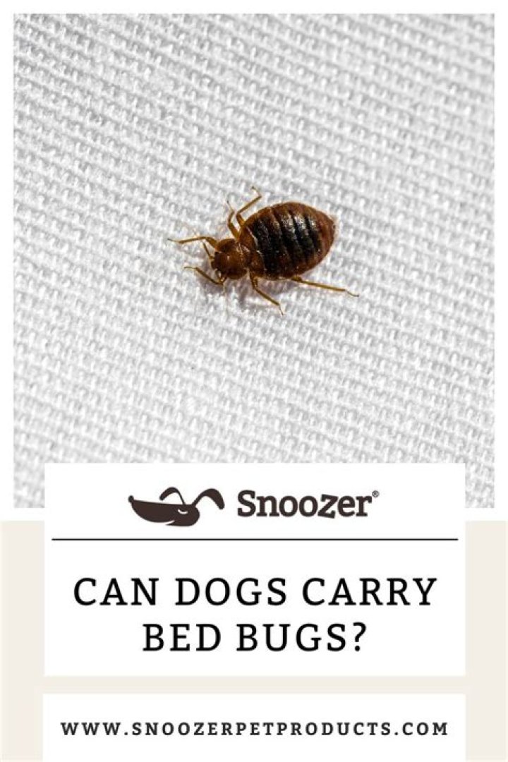 Can dogs or cats carry bed bugs?