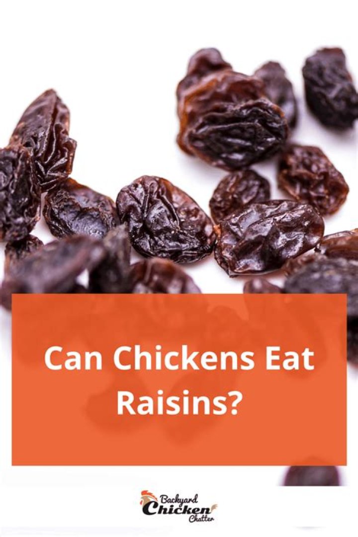 Can ducks and chickens eat raisins?