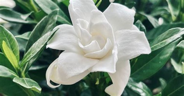 Can gardenias be transplanted?