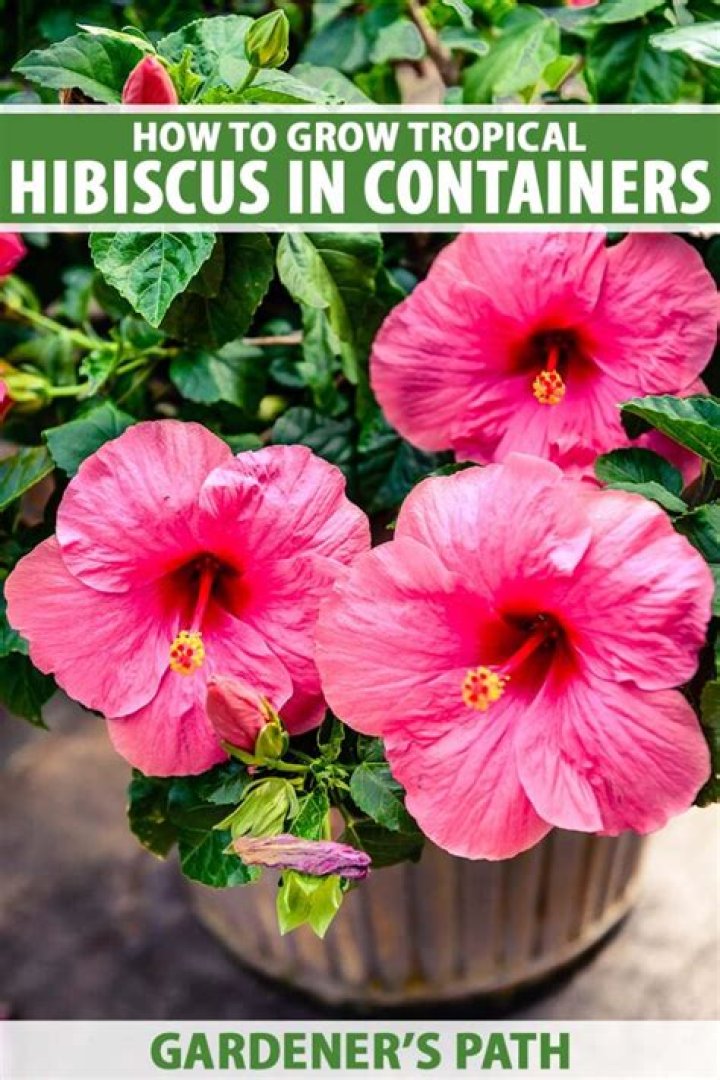 Can hibiscus be grown in pots?