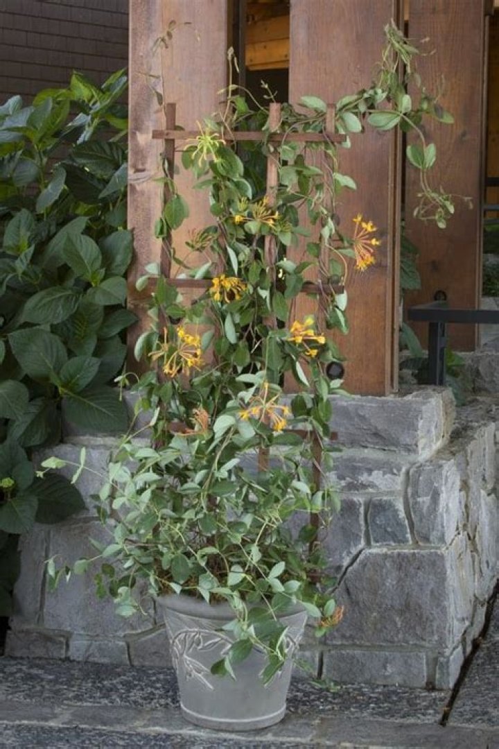 Can honeysuckle grow in containers?