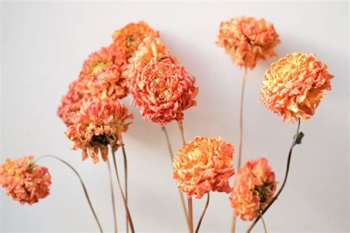 Can I dry dahlias?