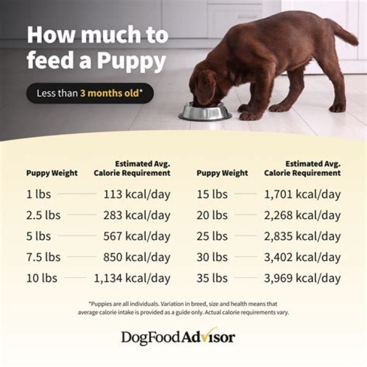 Can I feed my dog stuffing?