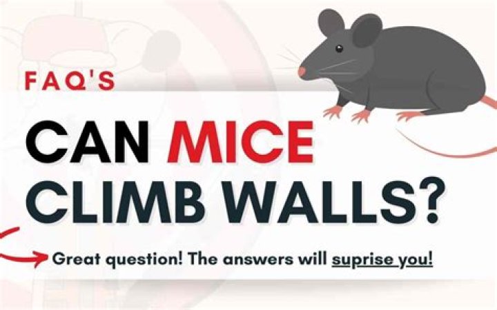 Can mice climb up vinyl siding?