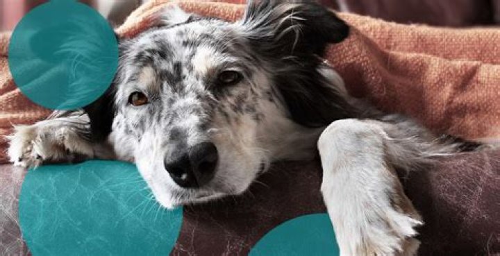 Can my dog get sick from killing a chipmunk?