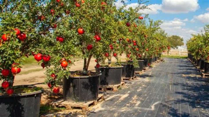 Can pomegranates grow in Ohio?