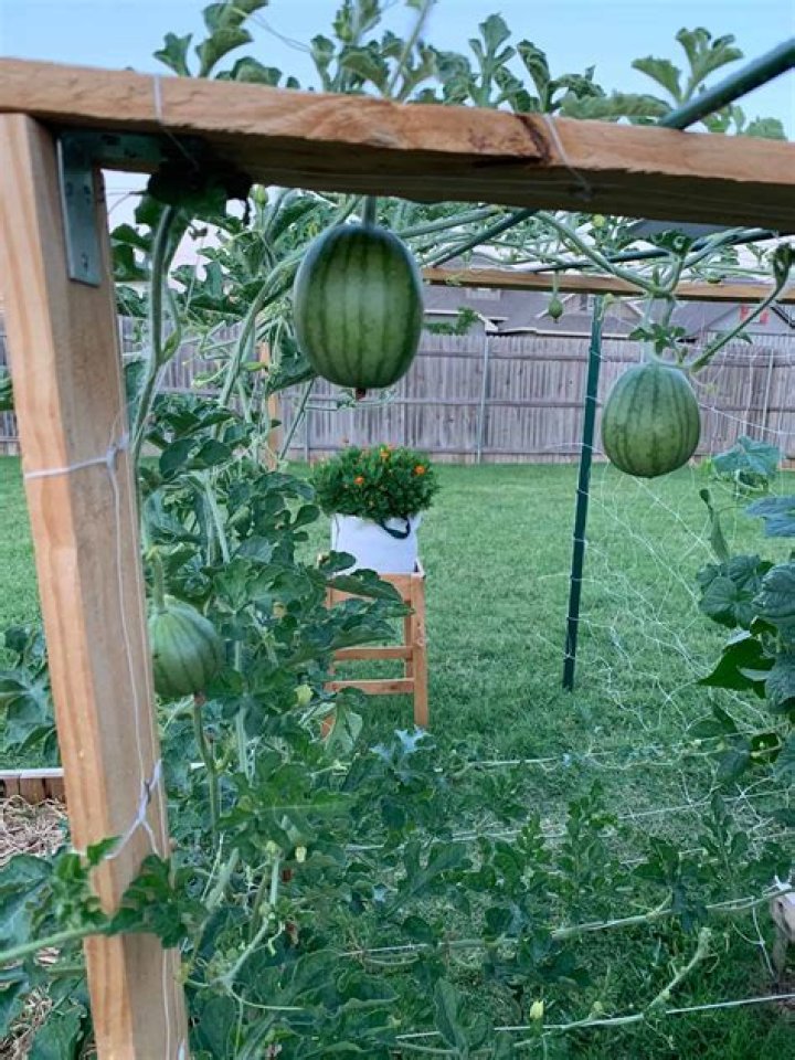 Can Watermelon be planted with tomatoes?