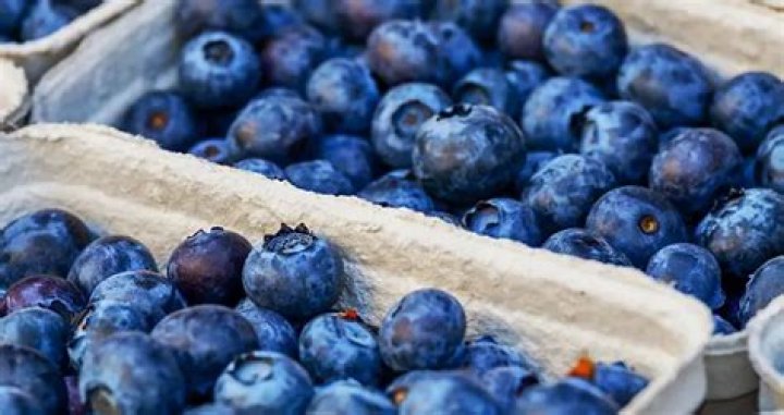 Can wild bunnies eat blueberries?