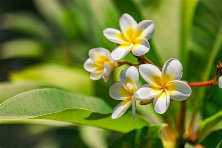 Can you eat a plumeria?