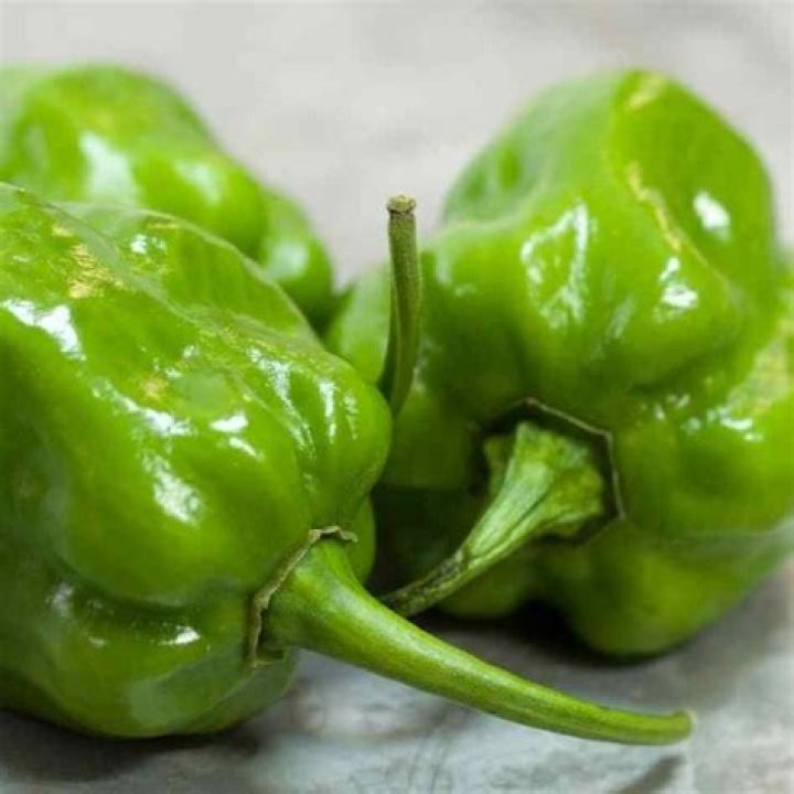 Can you eat green habanero?