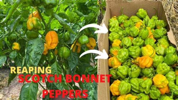 Can you eat green Scotch bonnet peppers?