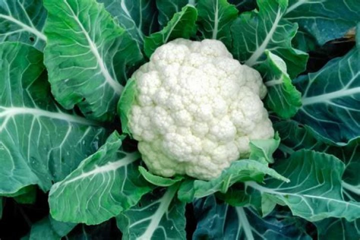 Can you eat leaves from cauliflower?