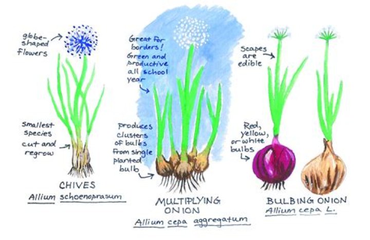 Can you eat onion flower stalks?