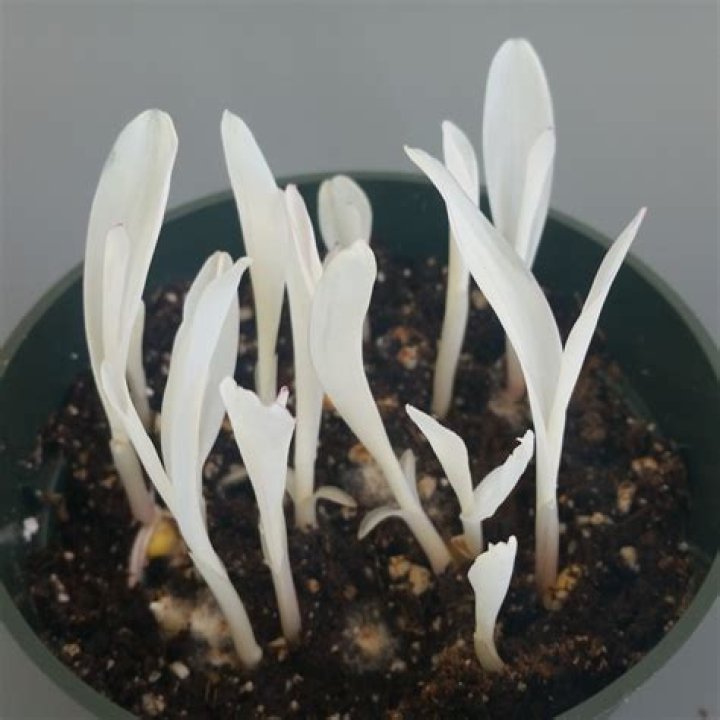 Can you get albino plants?