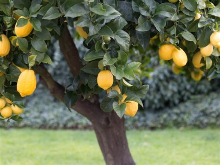 Can you grow a lemon tree in the Midwest?