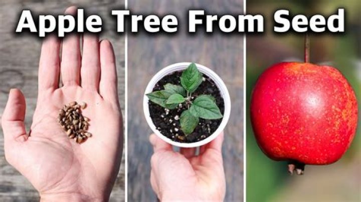 Can you grow Abutilon from seed?