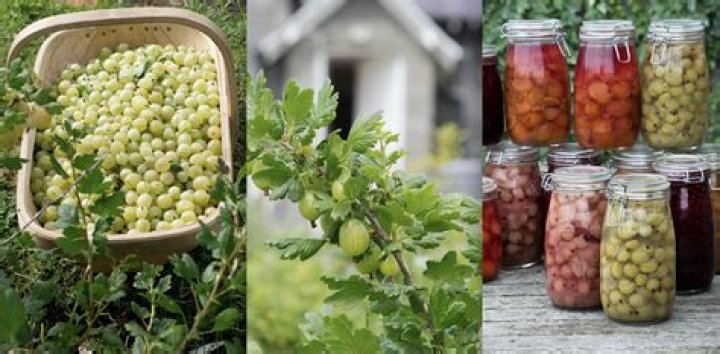 Can you grow gooseberries in NJ?
