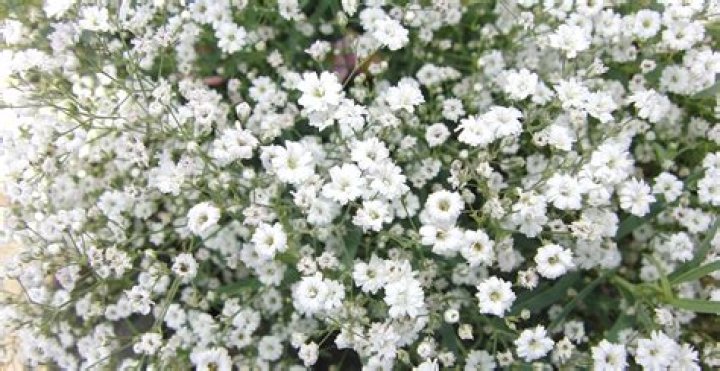 Can you grow gypsophila indoors?
