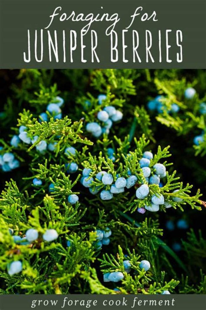 Can you have juniper berries when pregnant?