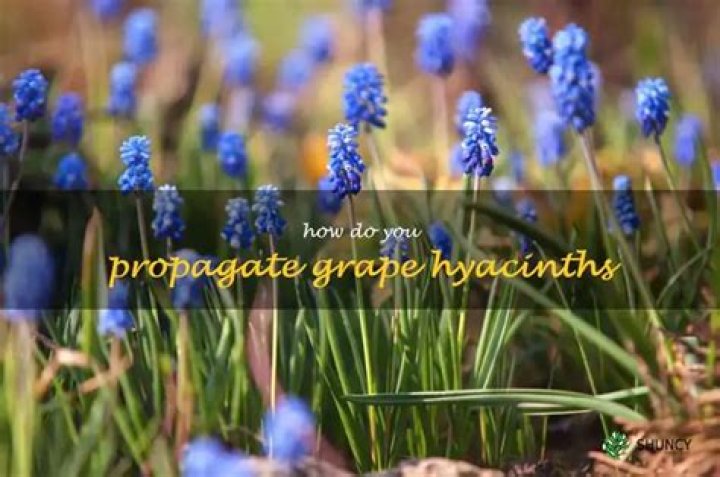 Can you propagate hyacinths?