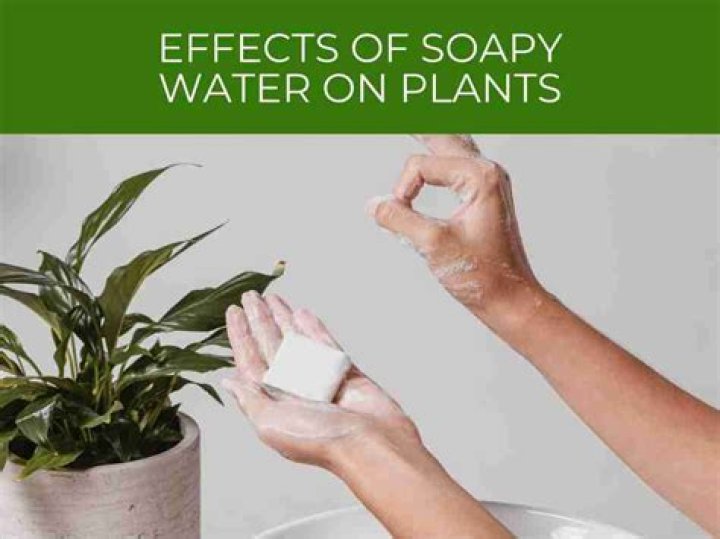 Can You Use soapy water on plants?