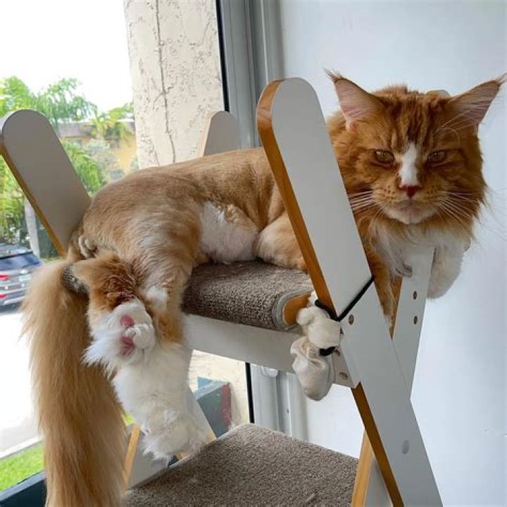 Catstradanté All Hail The New Biggest Cat From The Big Apple