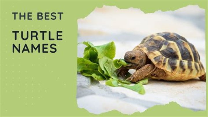 Celebrities named Turtle