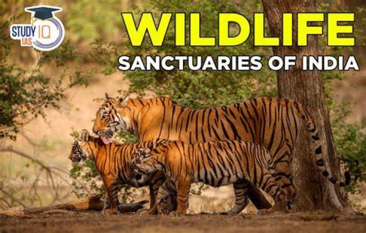 Chandler's Wild Life - Age, Family, Bio