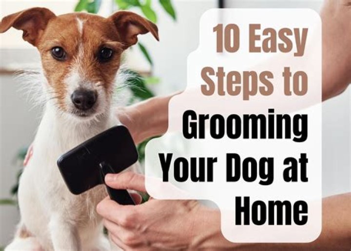 Chris Evans tried to groom his dog, left a big bald spot