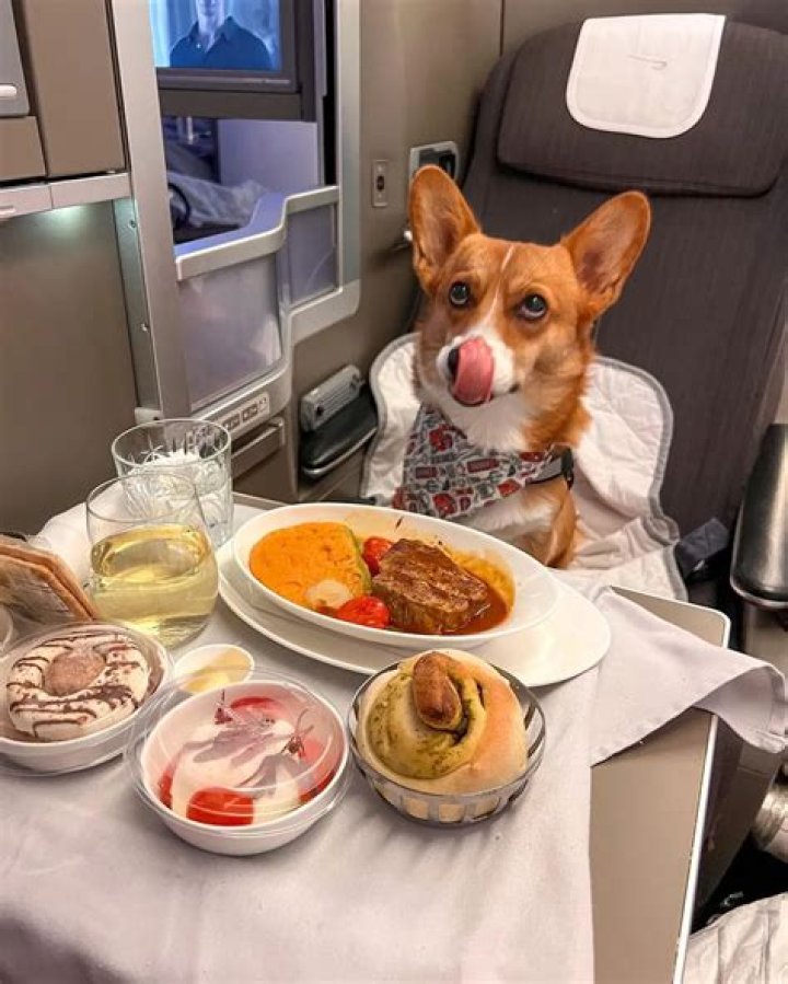 Corgi on the Go: Worldwide Winston’s International Adventures