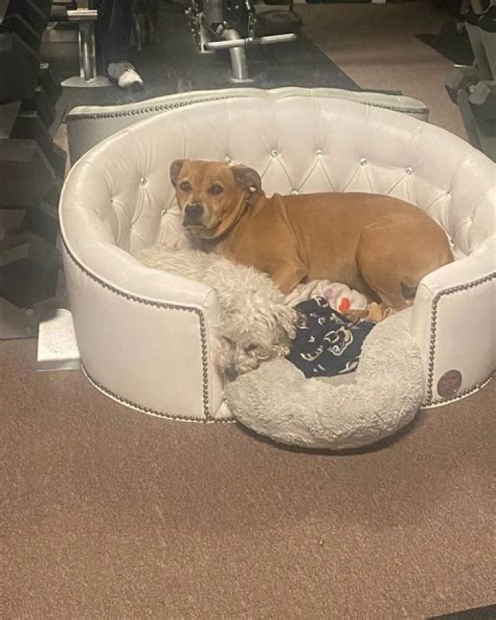 Danny Trejo Pets - Celebrity Pets