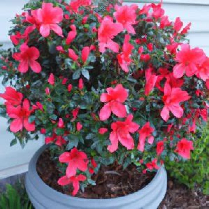Do Azalea come back every year?