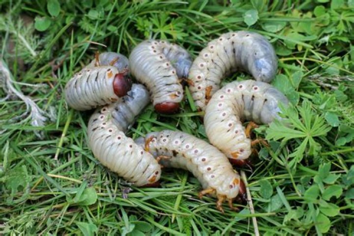 Do birds eat chafer grubs?