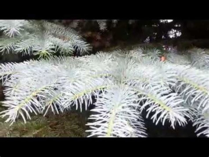 Do blue spruce trees smell?