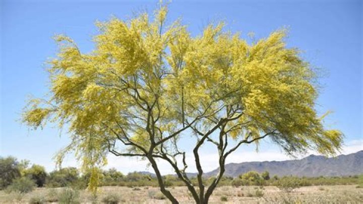 Do cedar trees grow in Arizona?